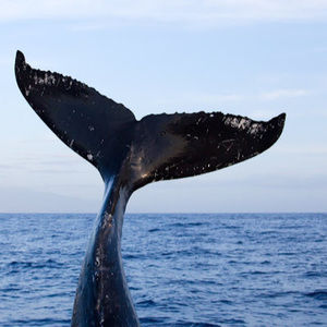 Meet your Posher, Hailey